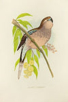 Bourke’s Parrakeet (1884-1887)