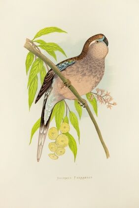 Bourke’s Parrakeet (1884-1887)