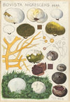 Bovista nigrescens (1915-1945)