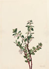 Limber Pine (Pinus flexilis) (1920)