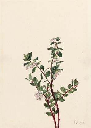 Limber Pine (Pinus flexilis) (1920)