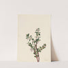Box Huckleberry (Gaylussacia brachycera) (1919) by Mary Vaux Walcott
