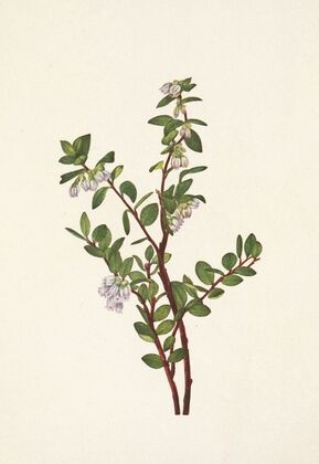 Naiad Springbeauty. Claytonia parvifolia