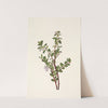 Box Huckleberry. Gaylussacia brachycera (1925) by Mary Vaux Walcott