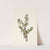 Box Huckleberry. Gaylussacia brachycera (1925) by Mary Vaux Walcott