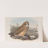 Brachyotus palustris Short-eared Owl. (1862-1873) by John Gould