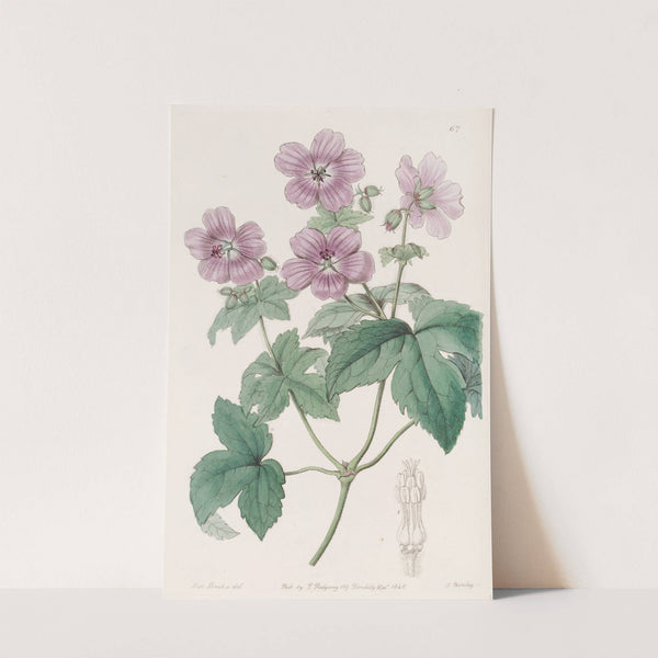 Bramble-leaved Geranium by Sydenham Edwards