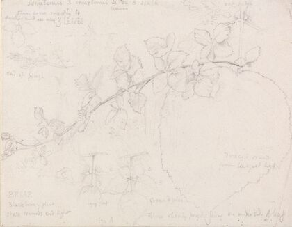 Brambles