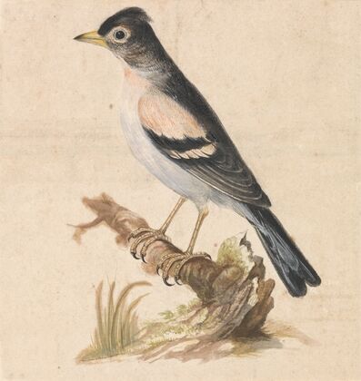 Brambling