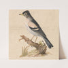 Brambling by Thomas Atwood
