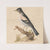 Brambling by Thomas Atwood