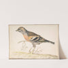 Bramling (Fringilla Montifringilla) by Gerardus van Veen