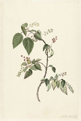 Branch of a Redcurrant (1670 - 1715)