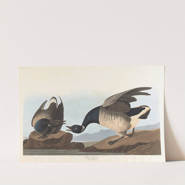 Brant goose by John James Audubon