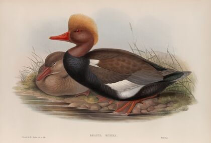 Branta rufina. Red-crested Duck. (1862-1873)