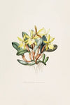 Brasavola Glauca