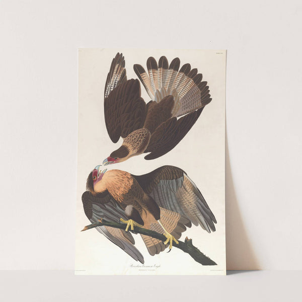 Brasilian caracara eagle by John James Audubon