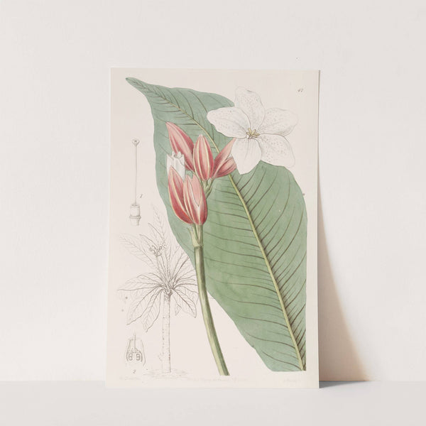 Brasilian Red-coat by Sydenham Edwards