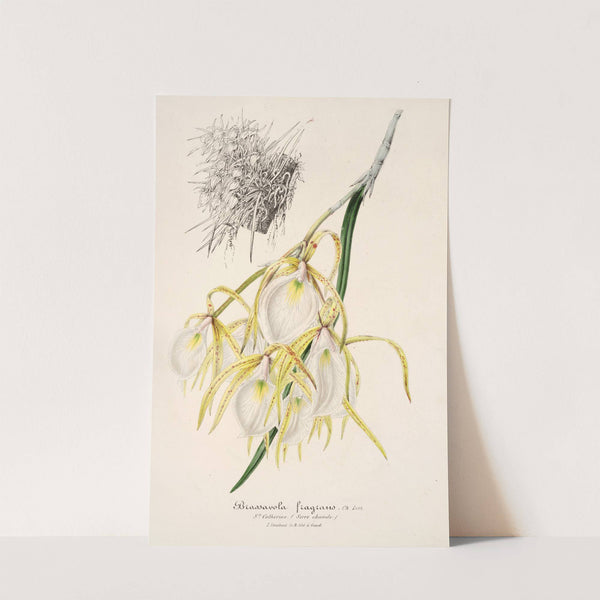 Brassavola fragrans by Charles Antoine Lemaire