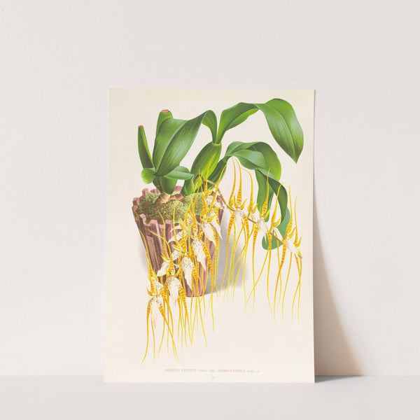 Brassia caudata (1885-1906) by Jean Jules Linden