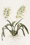 Brassia Verrucosa