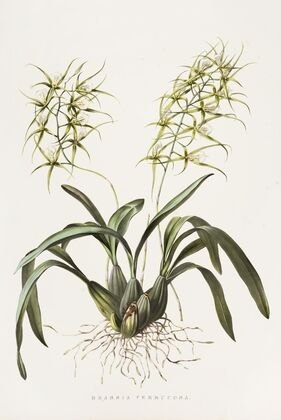 Brassia Verrucosa