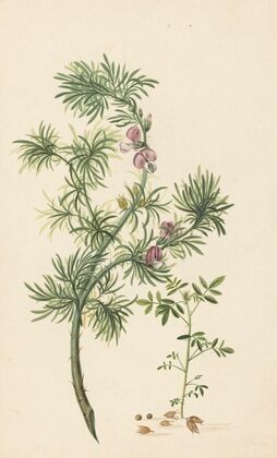 Brem (Genista)