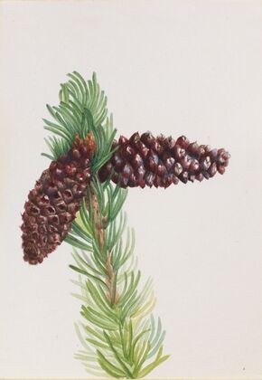 Bristle-Cone Pine (Pinus aristata) (ca. 1930s)