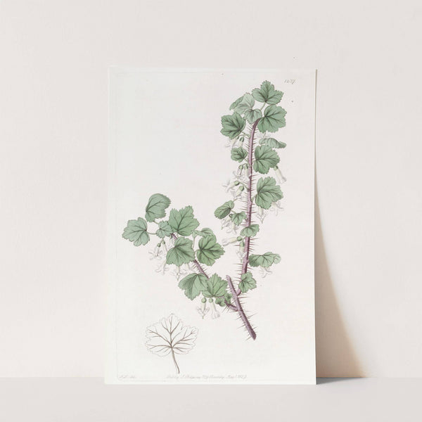 Bristly-stemmed Gooseberry by Sydenham Edwards