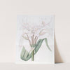 Broad-leaved Crinum by Sydenham Edwards
