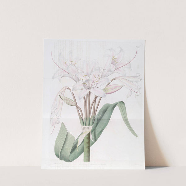 Broad-leaved Crinum by Sydenham Edwards