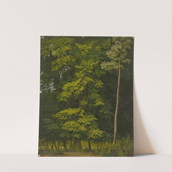 Broadleaf forest (study in oil) (1835) by Christian Heerdt