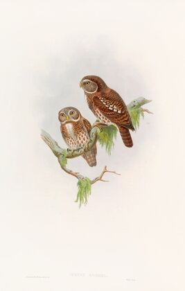 Brodie’s Owlet