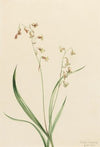 Bronzebells (Stenanthium occidentale) (1906)