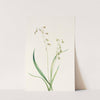 Bronzebells. (Stenanthium occidentale) (1925) by Mary Vaux Walcott