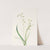 Bronzebells. (Stenanthium occidentale) (1925) by Mary Vaux Walcott
