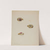 Brooch (c. 1937) by John H. Tercuzzi