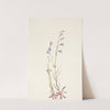 Brook Lobelia. Lobelia kalmii (1925) by Mary Vaux Walcott