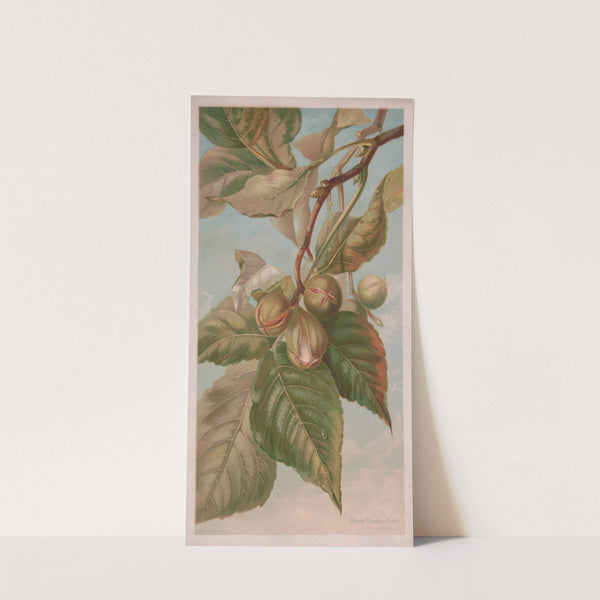 Broom hickory or pignut (Carya porcina) (1885) by Louis Prang & Co.
