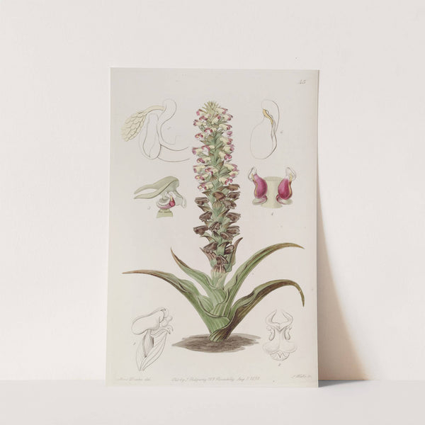 Broomrape Corycium by Sydenham Edwards