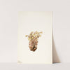Broomrape (Orobanche fasciculata) (1933) by Mary Vaux Walcott