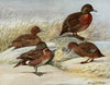 Brown Duck, Auckland Island Duck