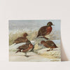 Brown Duck, Auckland Island Duck by Louis Agassiz Fuertes