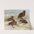 Brown Duck, Auckland Island Duck by Louis Agassiz Fuertes