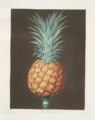 Brown Havannah pine. (1812)