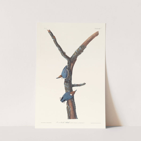 Brown-headed nuthatch by John James Audubon