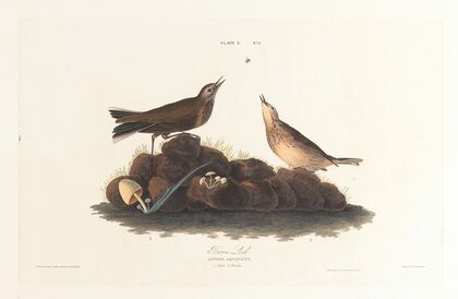 Brown lark