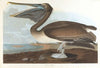 Brown pelican