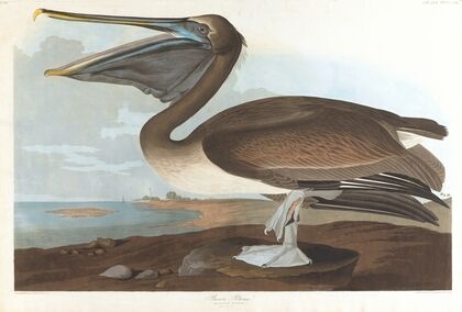 Brown pelican