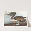 Brown pelican by John James Audubon
